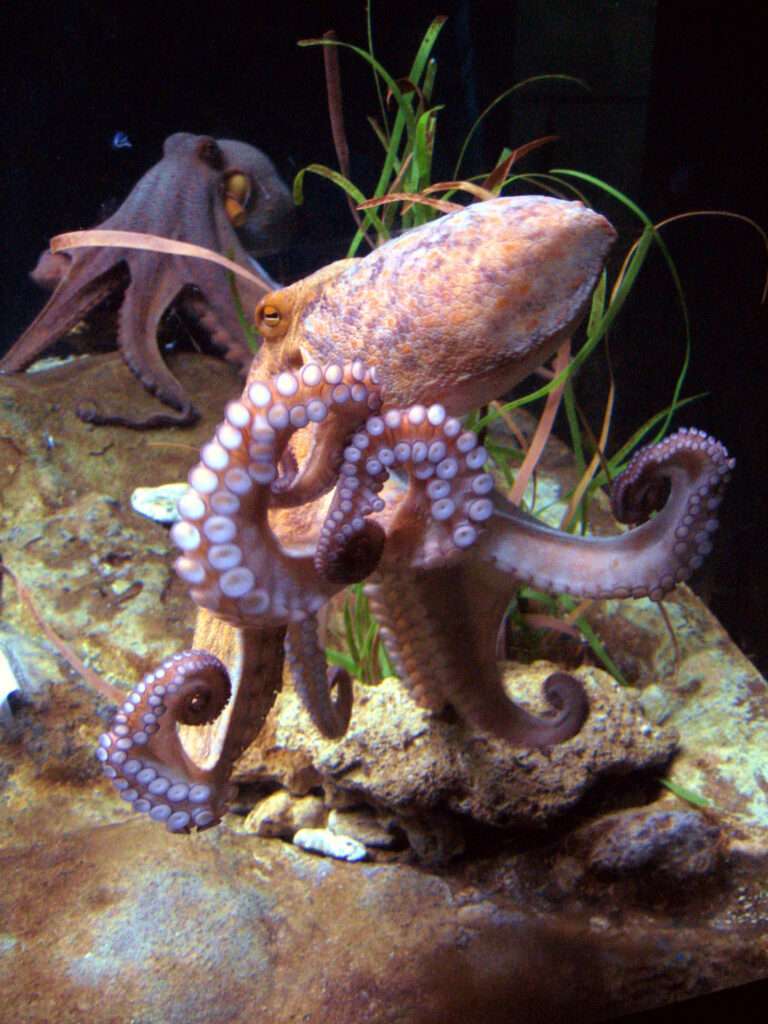 Ocean’s Odd Geniuses: Octopuses And Dolphins Defy Limits