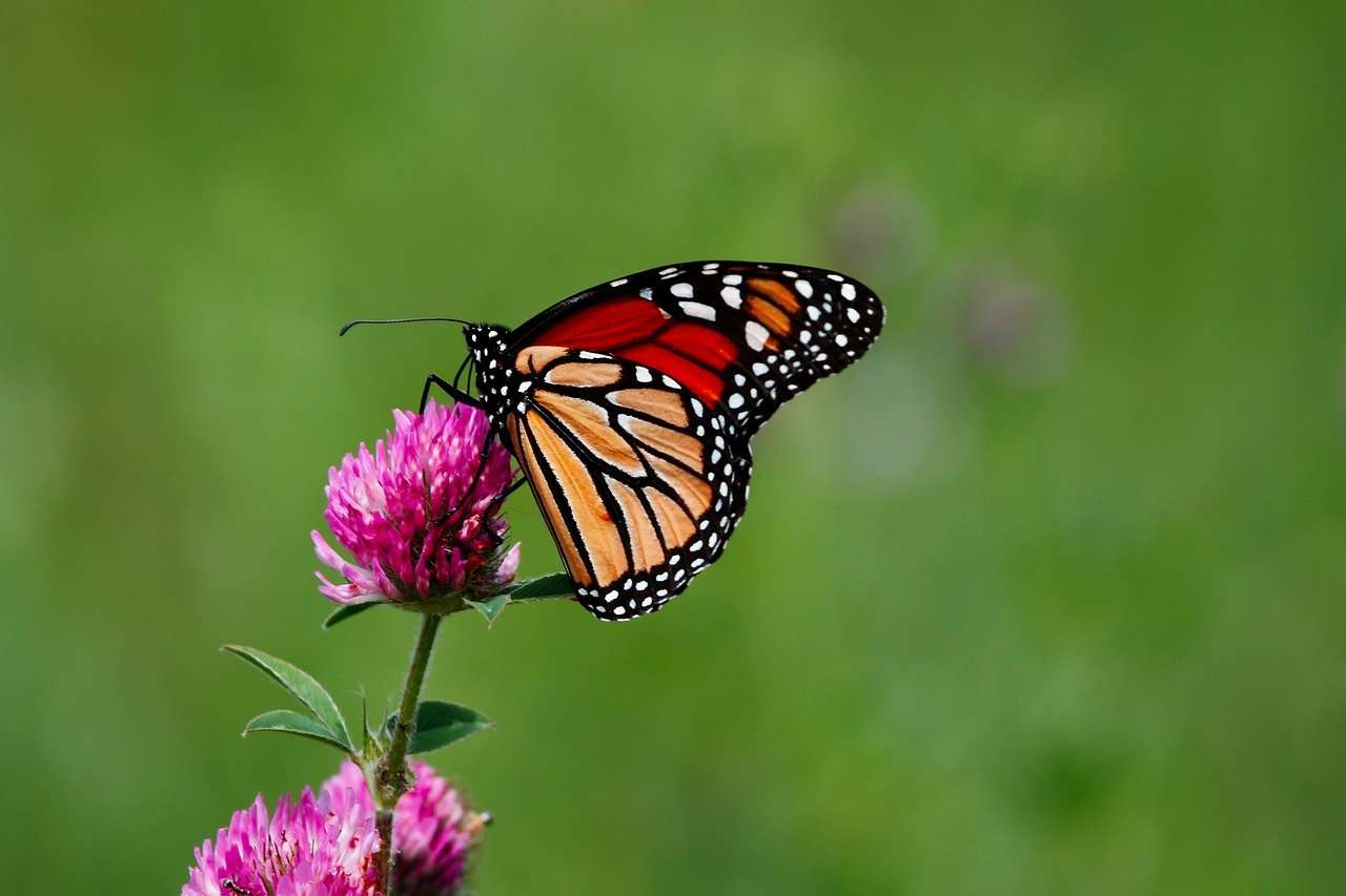 The Ultimate Guide to Monarch Butterflies and Butterfly Gardens