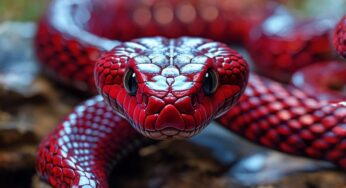 7 Astonishing Facts About Ruby Snake You Never Knew